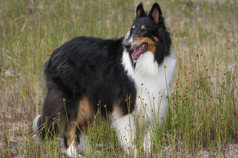 File:Rough Collie tri-colour.jpg