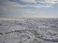 Close-up view inside a drift ice zone: several small rounded floes are separated from each other by slush or grease ice. (Bird at lower right for scale.)