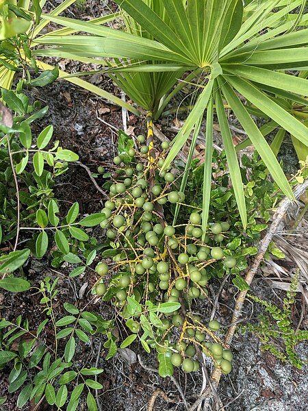 File:Sabal miamiensis.jpg