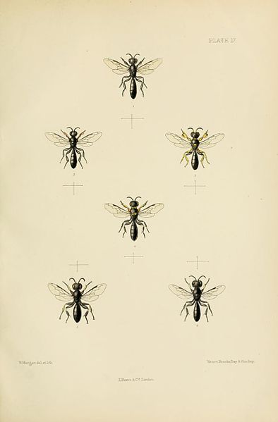 File:SaundersHymenopteraAculeataPlate17.jpg