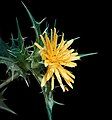 inflorescence yellow flower