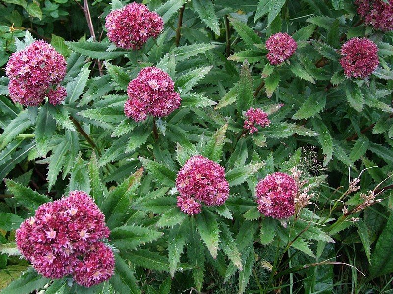 File:Sedum fabaria a5.jpg