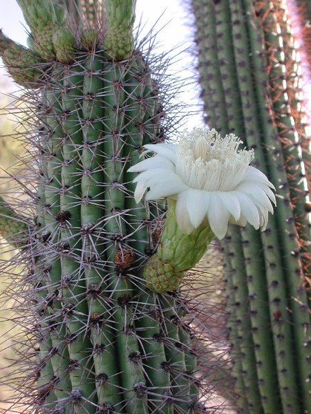 File:Stenocereus thurberi-flower.jpg