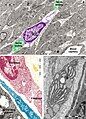 Figure 20. Rat jejunum. A. Photomicrograph of an interstitial cell of Cajal (violet) in muscularis externa. Note the large cell body which extend slender and relatively short connection towards the nerve endings (green). B. Digitally coloured TEM image showing a fibroblast (garnet) and a telocyte (blue) in the lamina propria. C. Coloured transmission electron micrograph (TEM) of a tangential section through a fibroblast cell. The internal structure can be seen, including the dilated rough endoplasmic reticulum (blue). responsible for synthesising collagen. In blue a telopode underlying the intestinal epithelium.