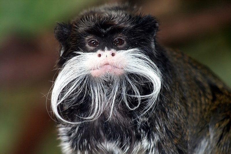 File:Tamarin portrait.JPG