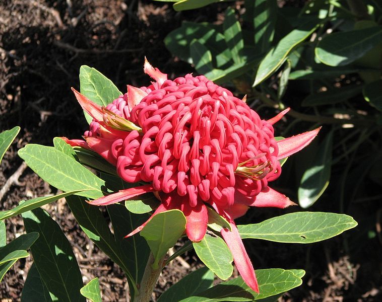 File:Telopea 'Braidwood Brilliant'.jpg