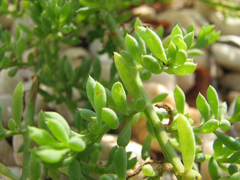 File:Threlkeldia diffusa.jpg