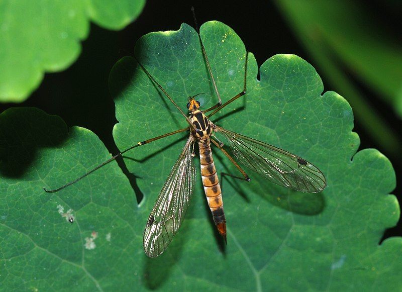 File:Tipulidae April 2008-2.jpg