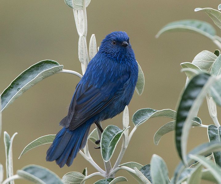 File:Tit-like-dacnis.jpg