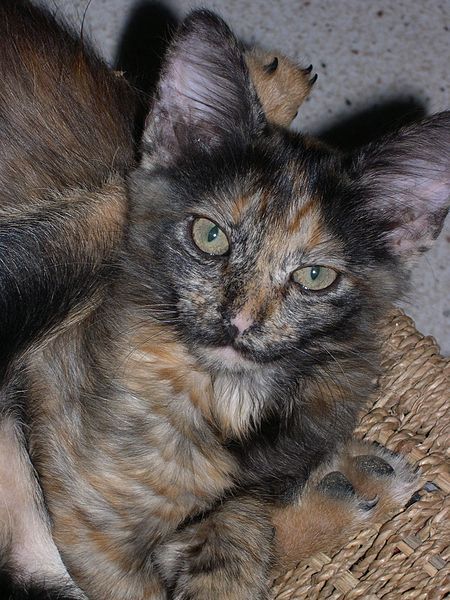 File:Tortoiseshell cat.jpg