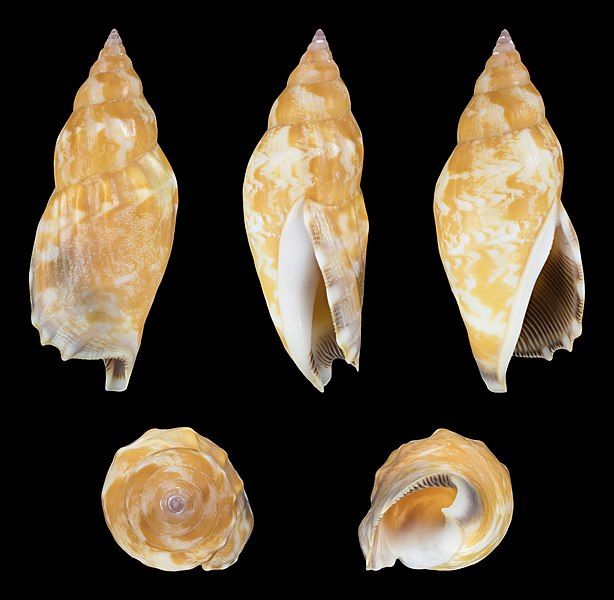 File:Tridentarius dentatus 01.jpg