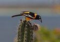 Venezuelan troupial (Icterus icterus)