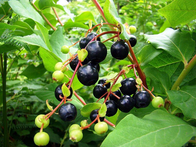 File:Vaccinium arctostaphylos-1.jpg