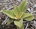 Verbascum epixanthinum