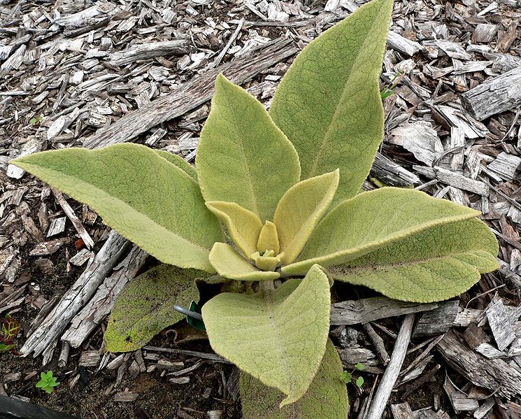 File:Verbascum epixanthinum 1.jpg