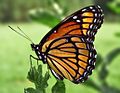 Viceroy Butterfly