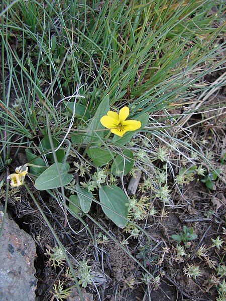 File:Viola nuttalli.jpg