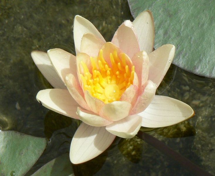 File:Water lily Comanche.JPG