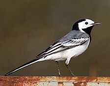 White wagtail