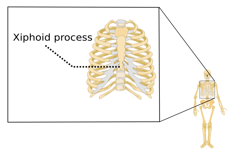 File:Xiphoid process.svg