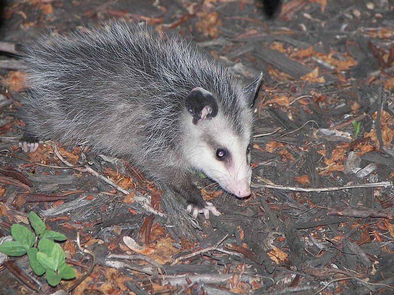 File:Young Possum.jpg