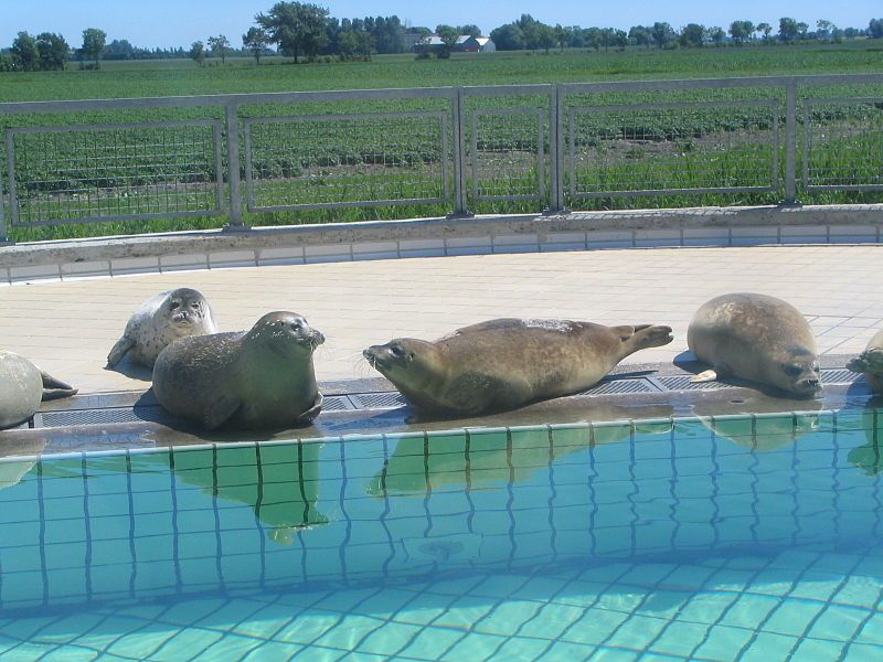 File:Zeehondencreche Pieterburen-6.JPG