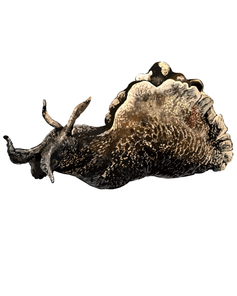 File:202204 Sea hare.svg