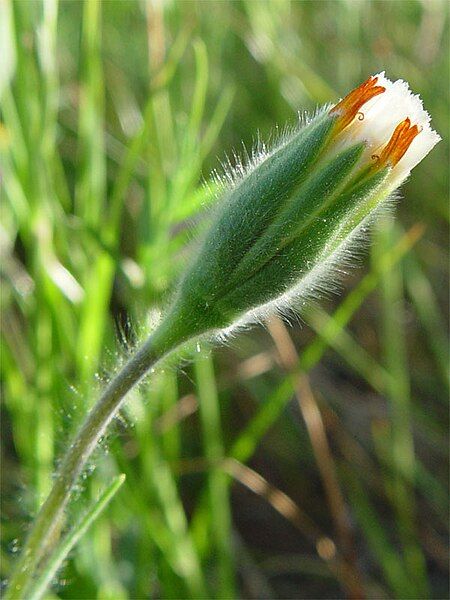 File:Achyrachaena mollis 001.jpg