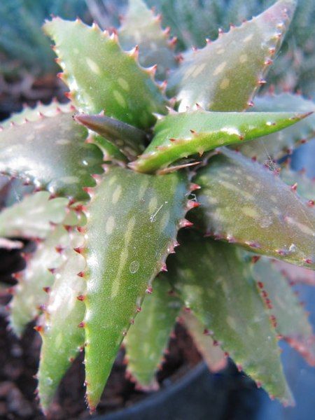 File:Aloe jucunda (4282802853).jpg