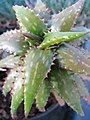 Aloe jucunda