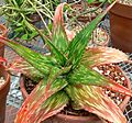 Aloe somaliensis