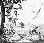 A 1667 illustration with three Guadeloupe amazons in the tree at left