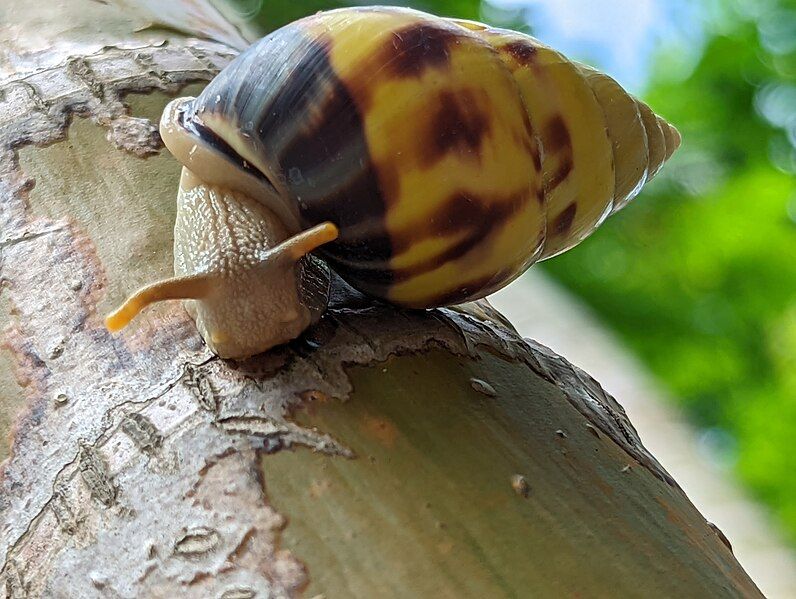 File:Amphidromus perversus 187234464.jpg