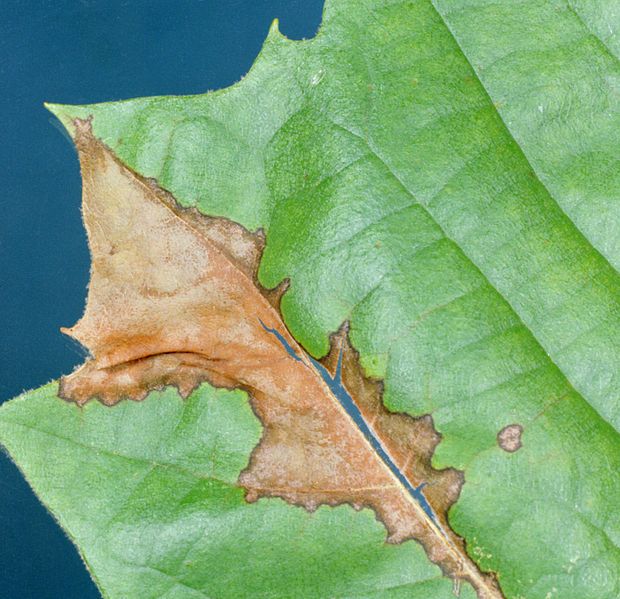 File:Apiognomonia veneta leaf.JPG