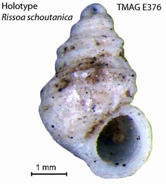 File:Attenuata schoutanica.jpg