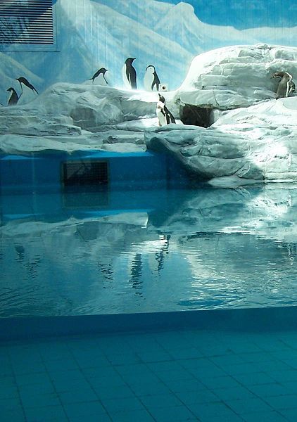 File:Beijing Zoo penguin.JPG