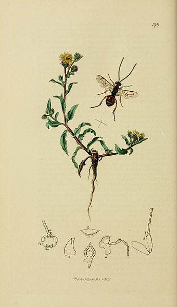 File:Britishentomologyvolume3Plate198.jpg