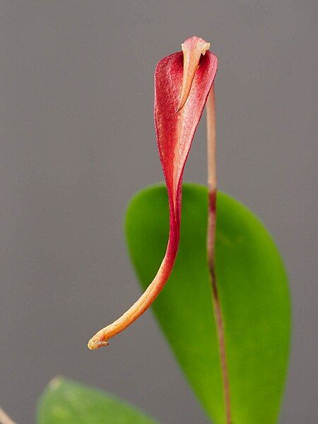 File:Bulbophyllum obovatifolium (36148067205).jpg