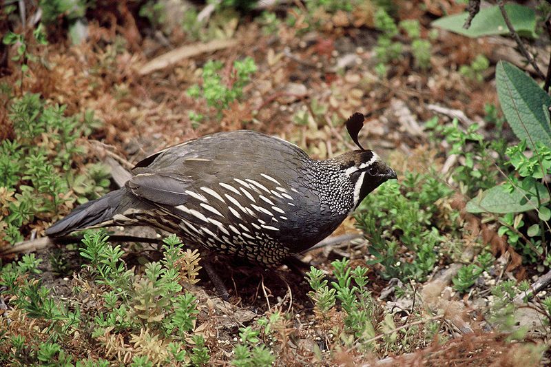 File:Callipepla californica1.jpg