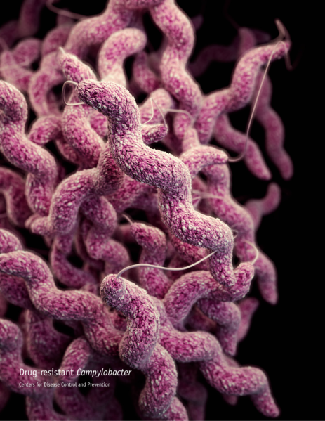 File:Campylobacteriosis.png