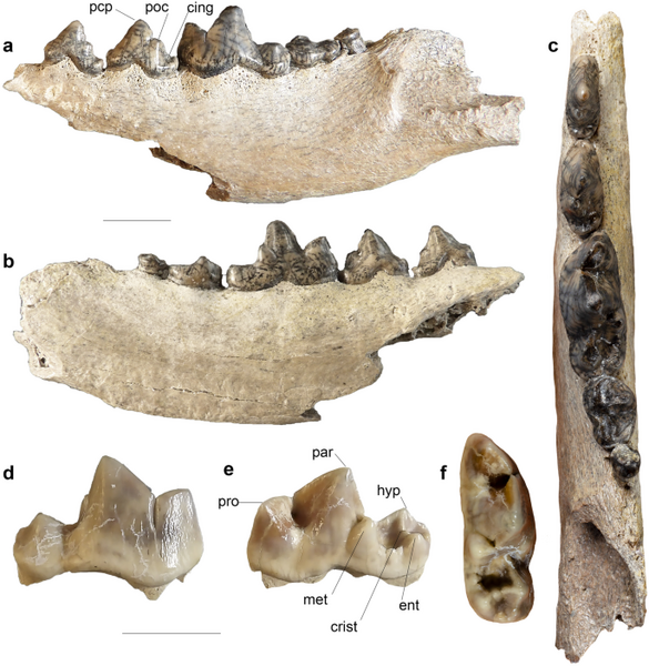 File:Canis lepophagus Fossil.png