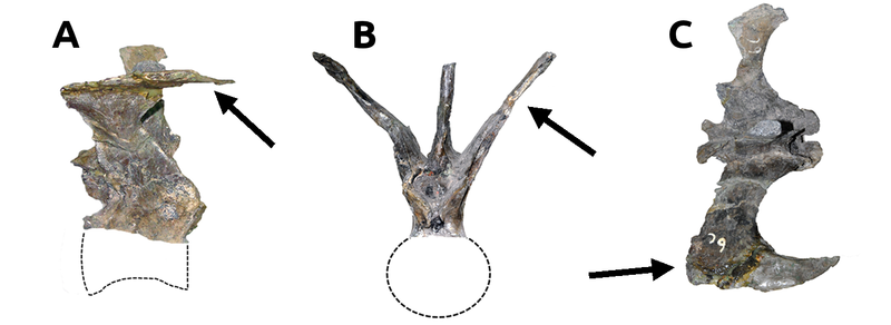 File:Carnotaurus-tail-vertebra-caudal-ribs.png