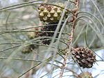 Coastal She-Oak -- Casuarina equisetifolia -- विलायती सरू in Hindi; जंगली सरू in Marathi; in Tamil சவுக்கு மரம், and in Bengali(বাংলা)Jhau (ঝাউ). "sarugudu" in Telugu, GaaLi mara in Kannada