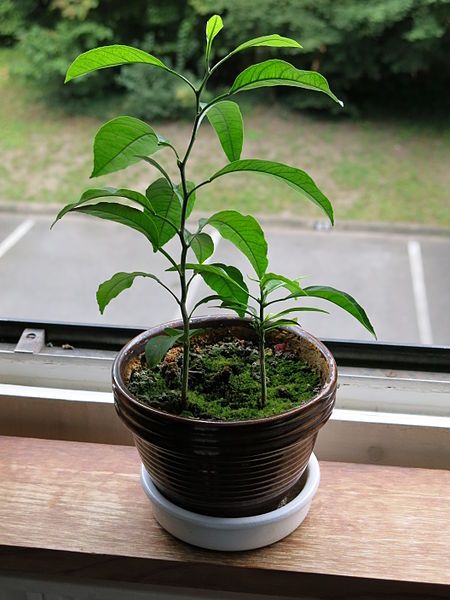 File:Citrus sinensis seedlings.jpg