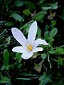 Colchicum alpinum nibbled by caterpillar or snail