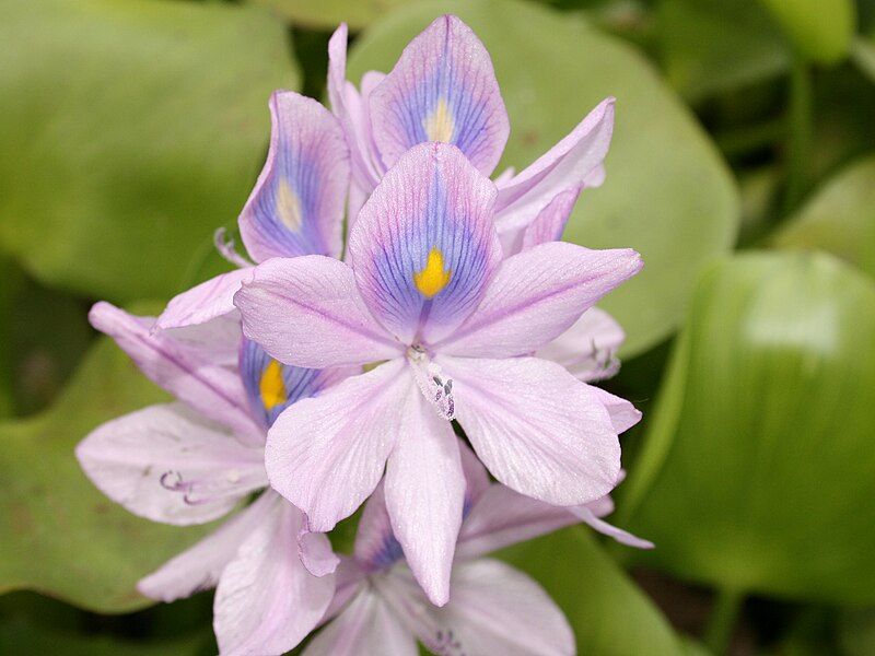 File:Common Water hyacinth.jpg