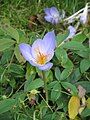 Crocus speciosus close-up