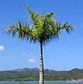 Crownshaft on a royal palm, Dominican Republic