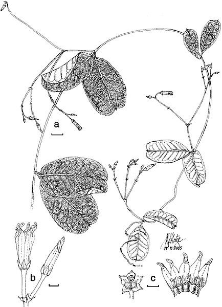 File:Cryptolepis africana.jpg