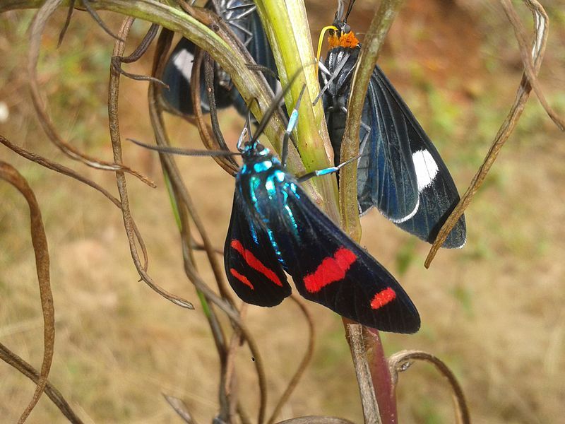 File:Cyanopepla in Brazil.jpg